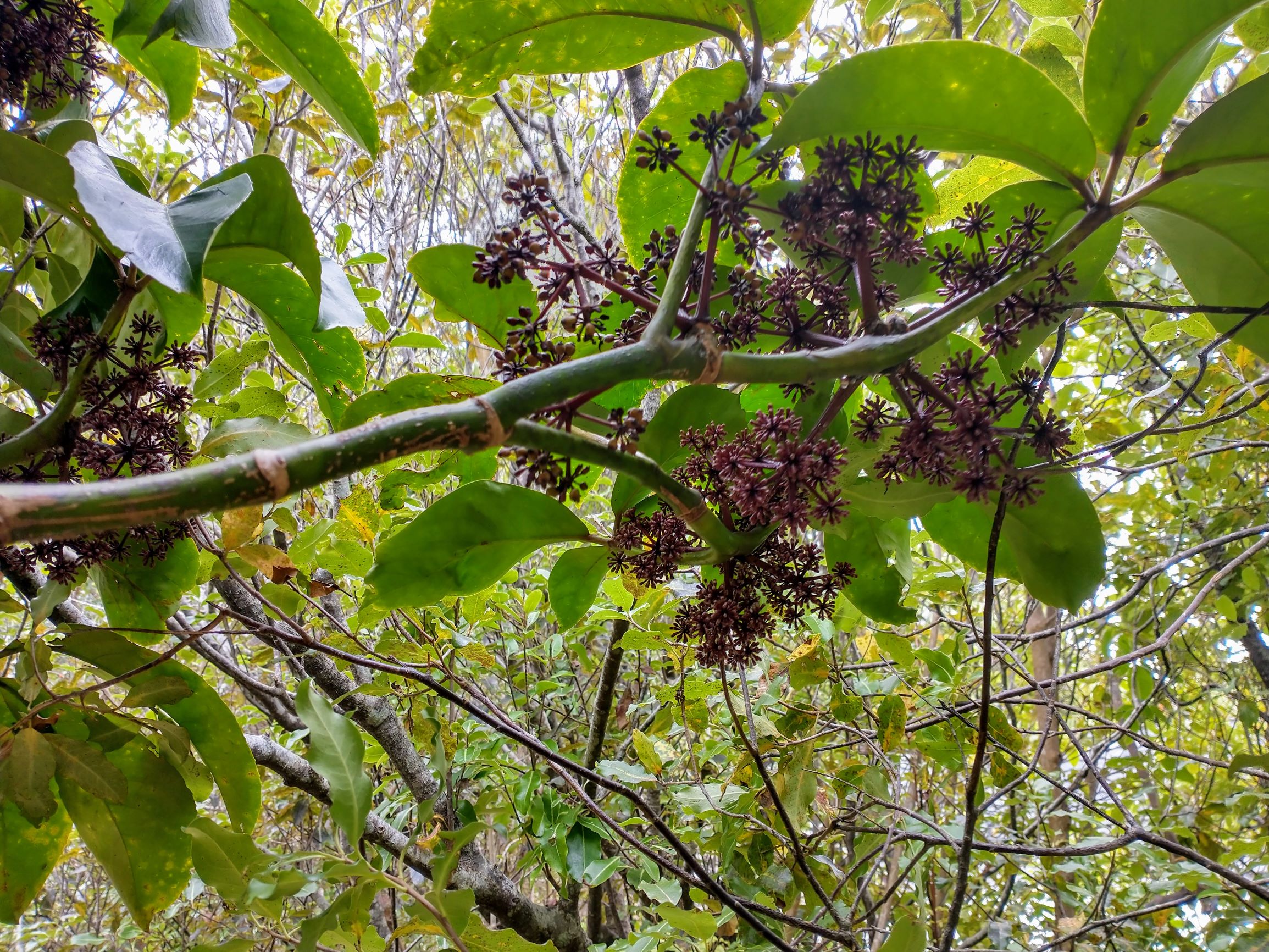 Redwood_Bush_Reserve_ Pseudopanax arboreus Whauwhau paku Five Finger fruit