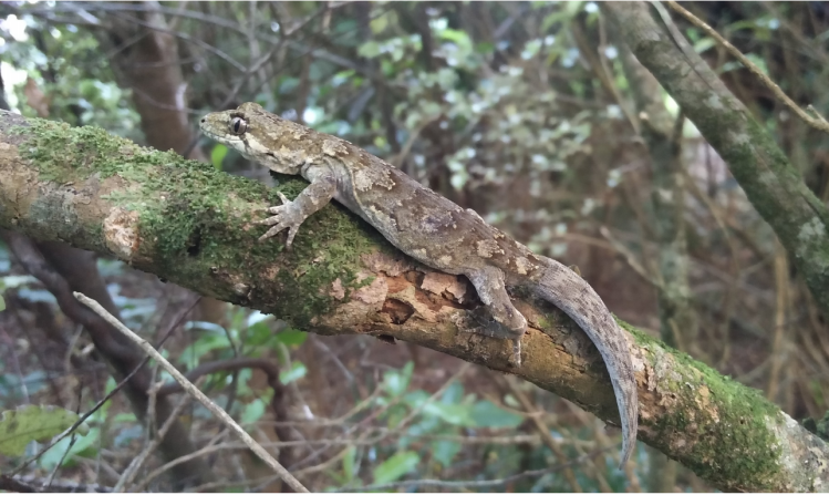 Ngahere gecko on tree branch - photo credit Joel Knight