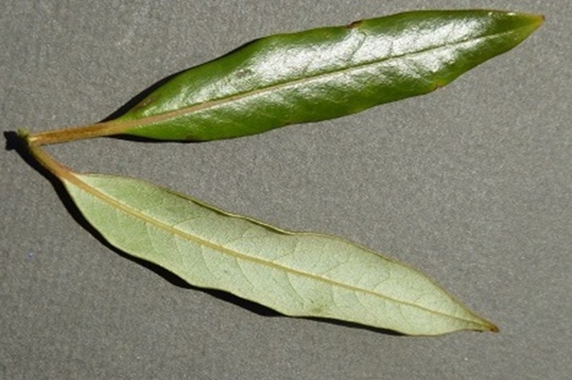 Upper and underside of tawa leaf